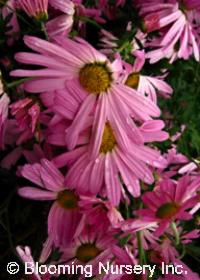 Chrysanthemum 'Cambodian Queen'